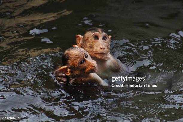 Monkeys enjoy in water at Upavan Lake during a hot day, on April 22, 2017 in Mumbai, India. Mumbai maintains its hot weather stature as the city...