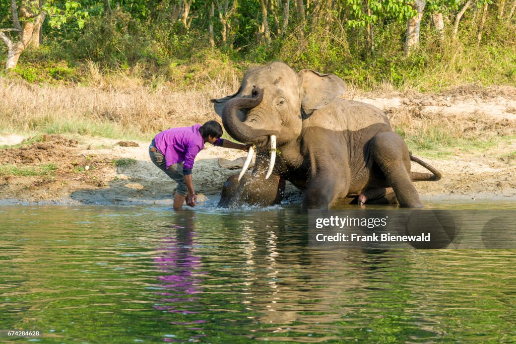A young male elephant (Elephas maximus indicus) with big...