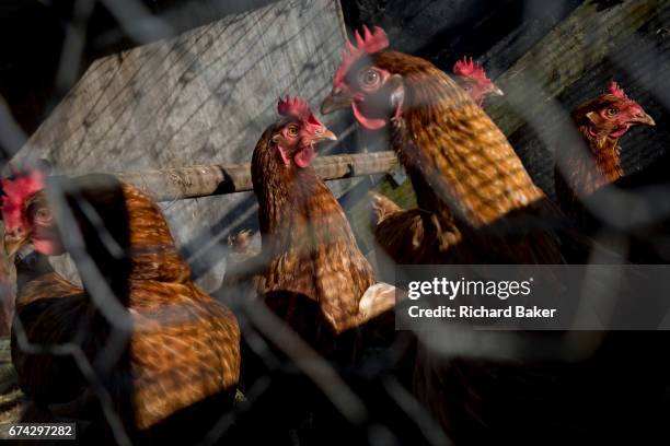 Healthy hens kept behind chicken wire on a rural smallholding on 22nd April 2017, in Wrington, North Somerset, England.