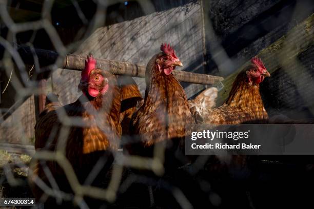 Healthy hens kept behind chicken wire on a rural smallholding on 22nd April 2017, in Wrington, North Somerset, England.