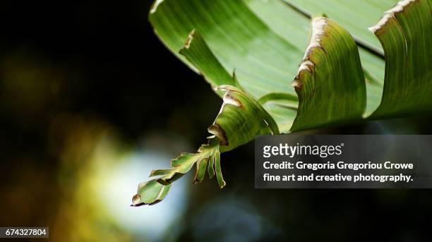 banana leaf - gregoria gregoriou crowe fine art and creative photography - fotografias e filmes do acervo