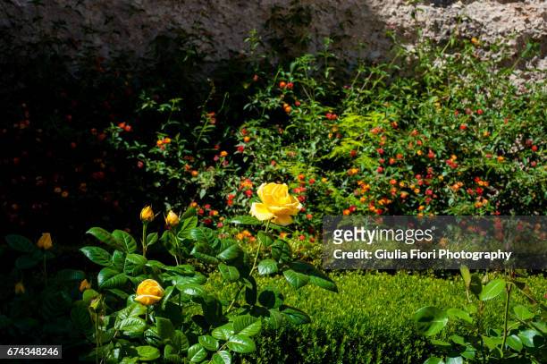 yellow rose in a garden - fiori rosa stock pictures, royalty-free photos & images