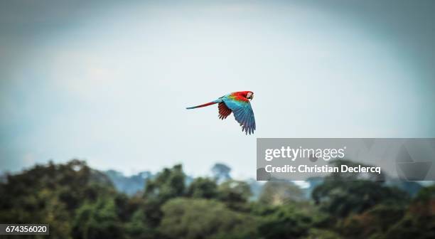 tambopata national reserve - madre de dios - peru - amazonas stock pictures, royalty-free photos & images