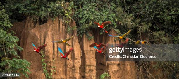 tambopata national reserve - madre de dios - peru - madre de dios stock pictures, royalty-free photos & images