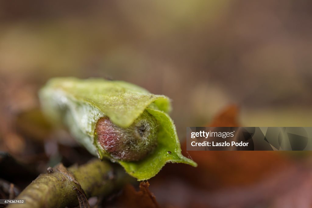 Canada wild ginger (Asarum canadense)