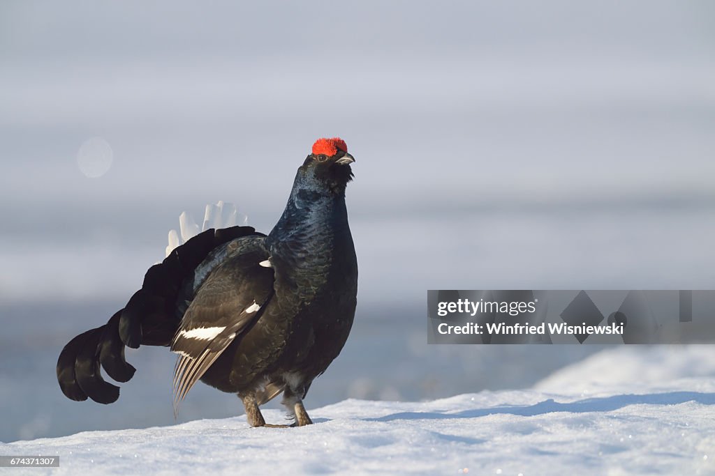 Displaying black grouse