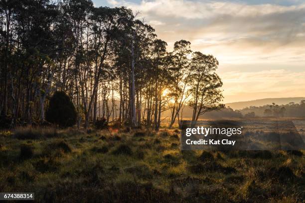 overland track at sunset - eucalipto - fotografias e filmes do acervo