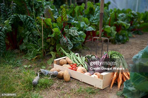 freshly picked box of vegetables on allotment. - fourche photos et images de collection