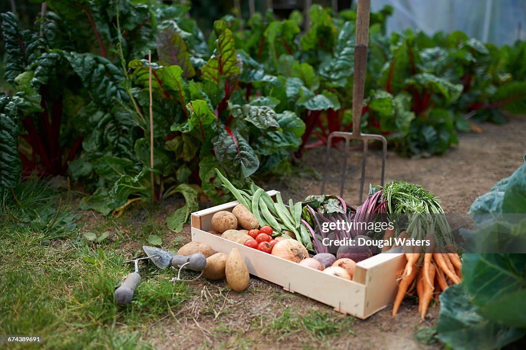 Freshly picked box of vegetables on allotment.