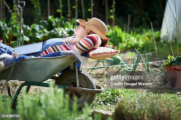woman sleeping in wheelbarrow on allotment. - stroh stock-fotos und bilder