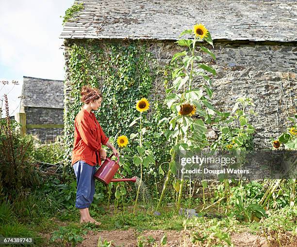 woman watering sunflowers in garden. - sunflower stock photos et images de collection