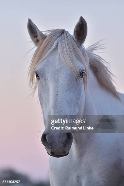 camargue horse, portrait - white horse 個照片及圖片檔