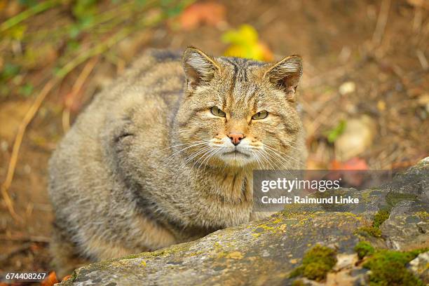 wildcat felis silvestris, tomcat - europäische wildkatze stock-fotos und bilder