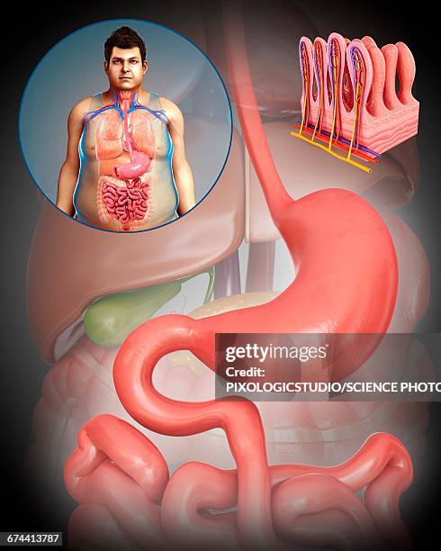Simple Intestine 537 Small Intestine Cross Section Stock Photos, High-Res Pictures, and ...