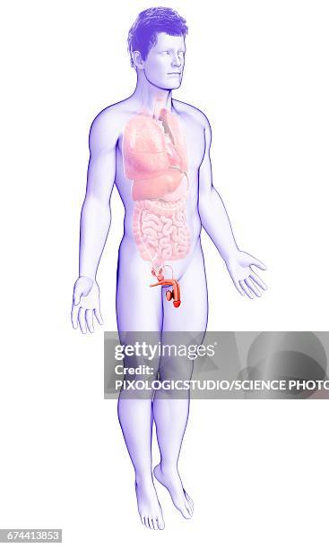 male reproductive system, illustration - male reproductive anatomy stock illustrations