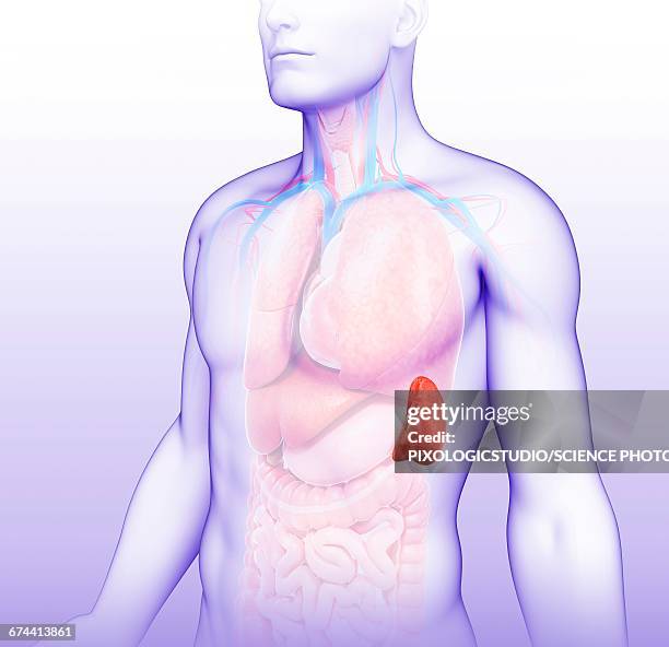 male spleen, illustration - spleen 幅插畫檔、美工圖案、卡通及圖標