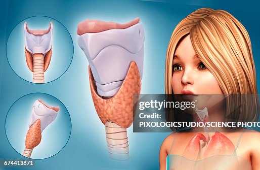 Thyroid, illustration Thyroid, illustration