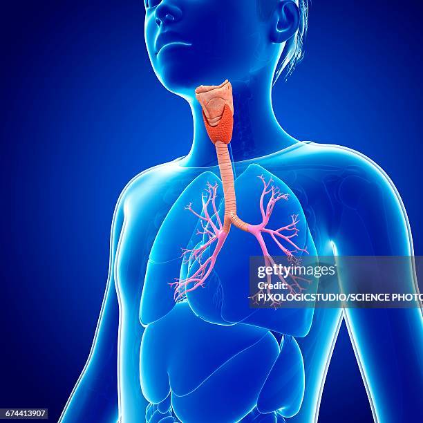 ilustrações, clipart, desenhos animados e ícones de bronchi, illustration - brônquio traqueia