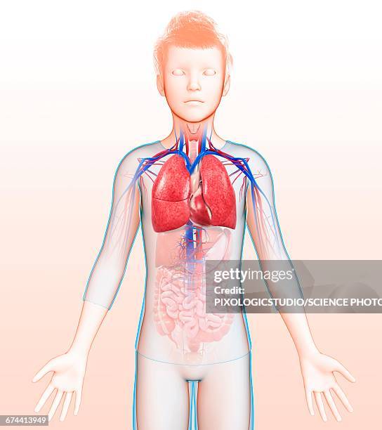 respiratory system, illustration - child cardiovascular system stock illustrations