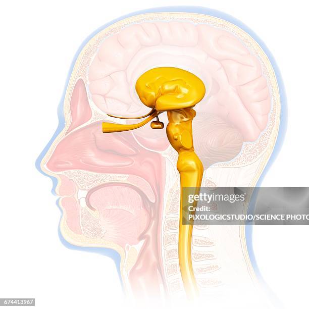 stockillustraties, clipart, cartoons en iconen met human midbrain anatomy, illustration - hersenstam