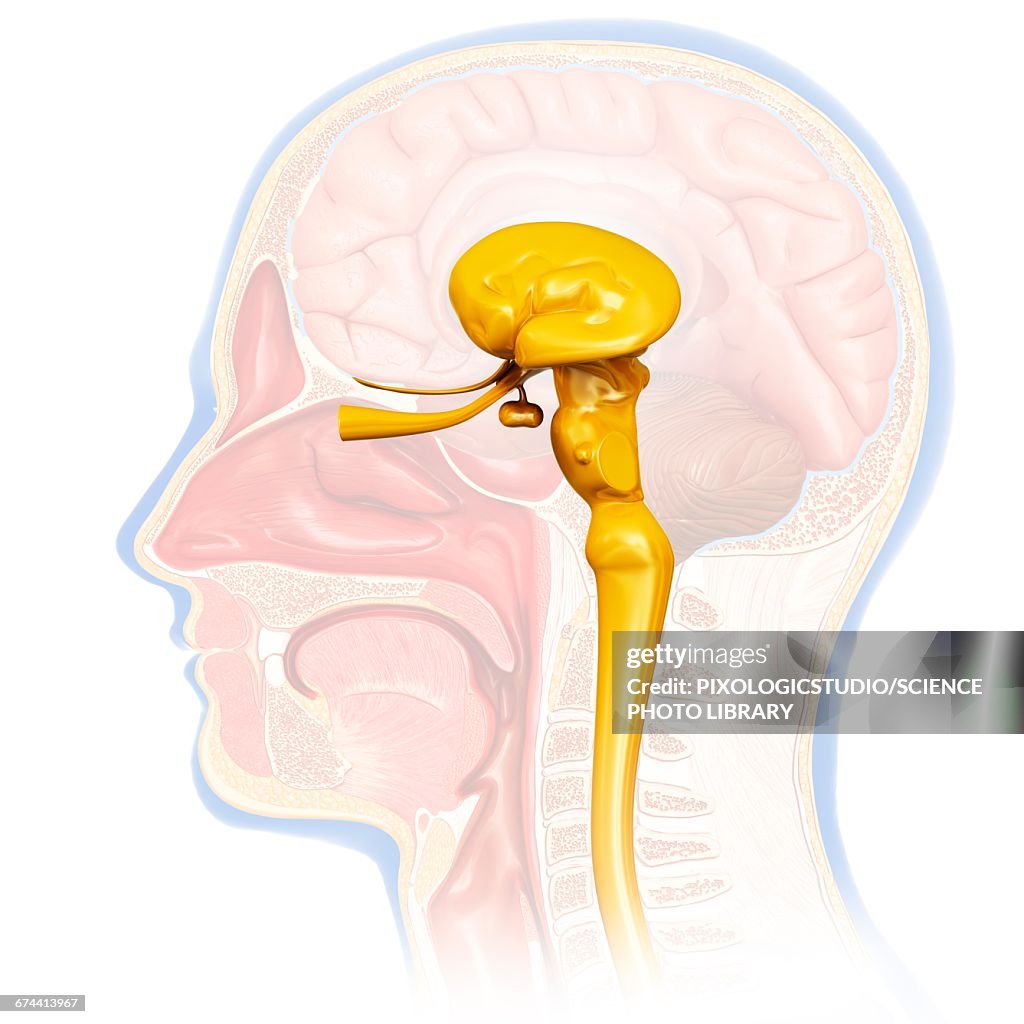 Human Midbrain Anatomy Illustration High Biology Diagrams