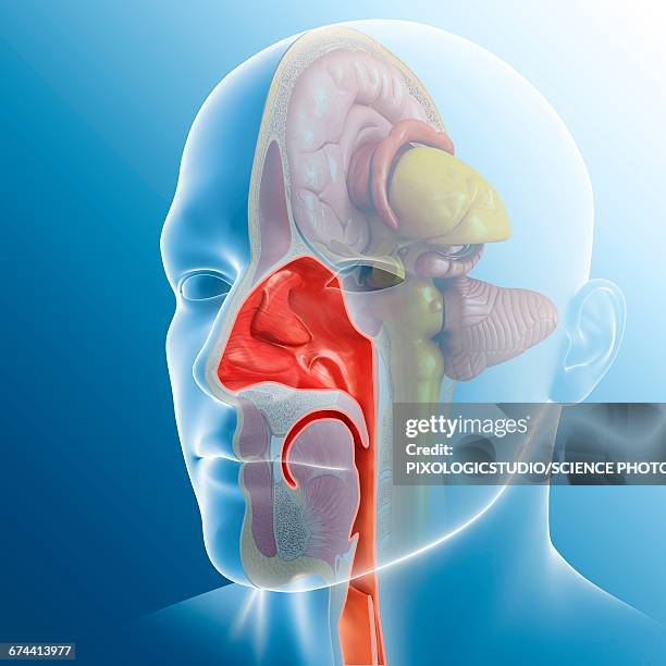 human nasal cavity, illustration - sinus stock illustrations