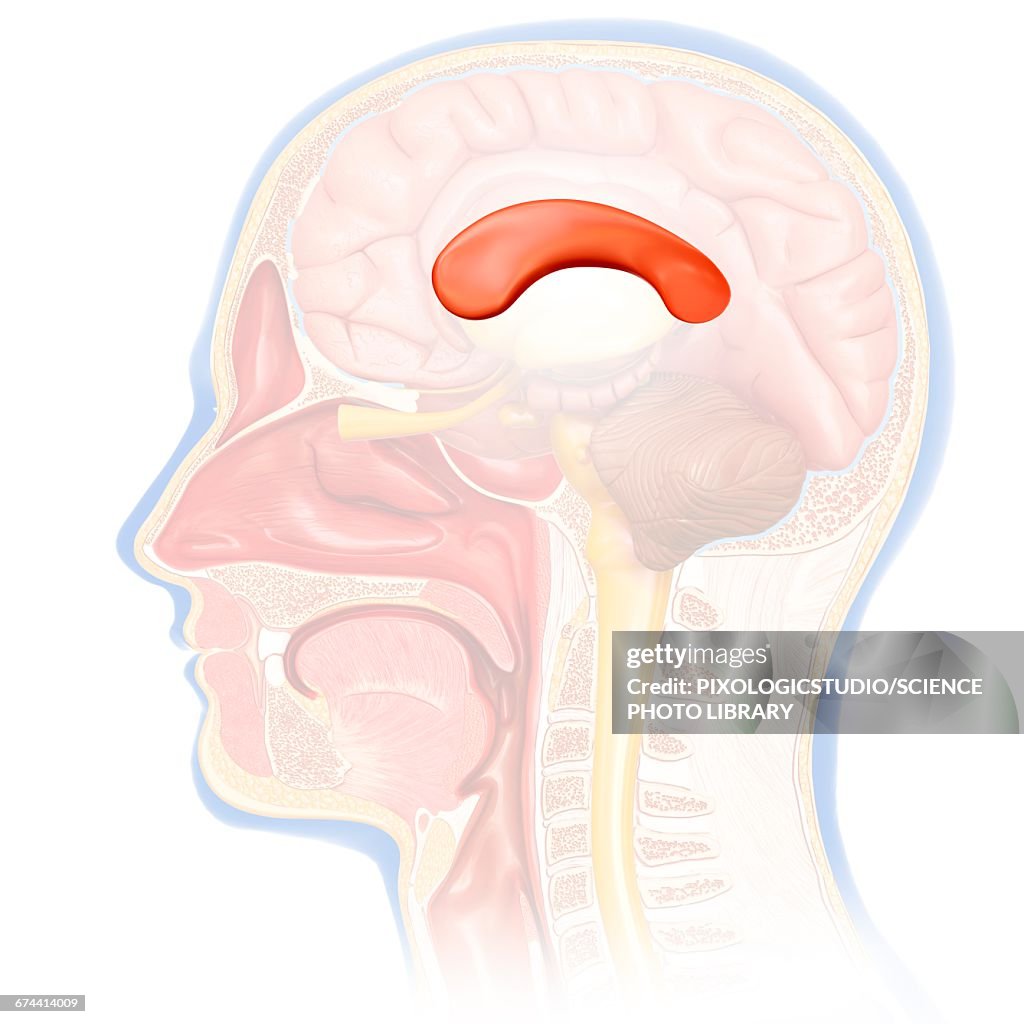 Human brain anatomy, illustration