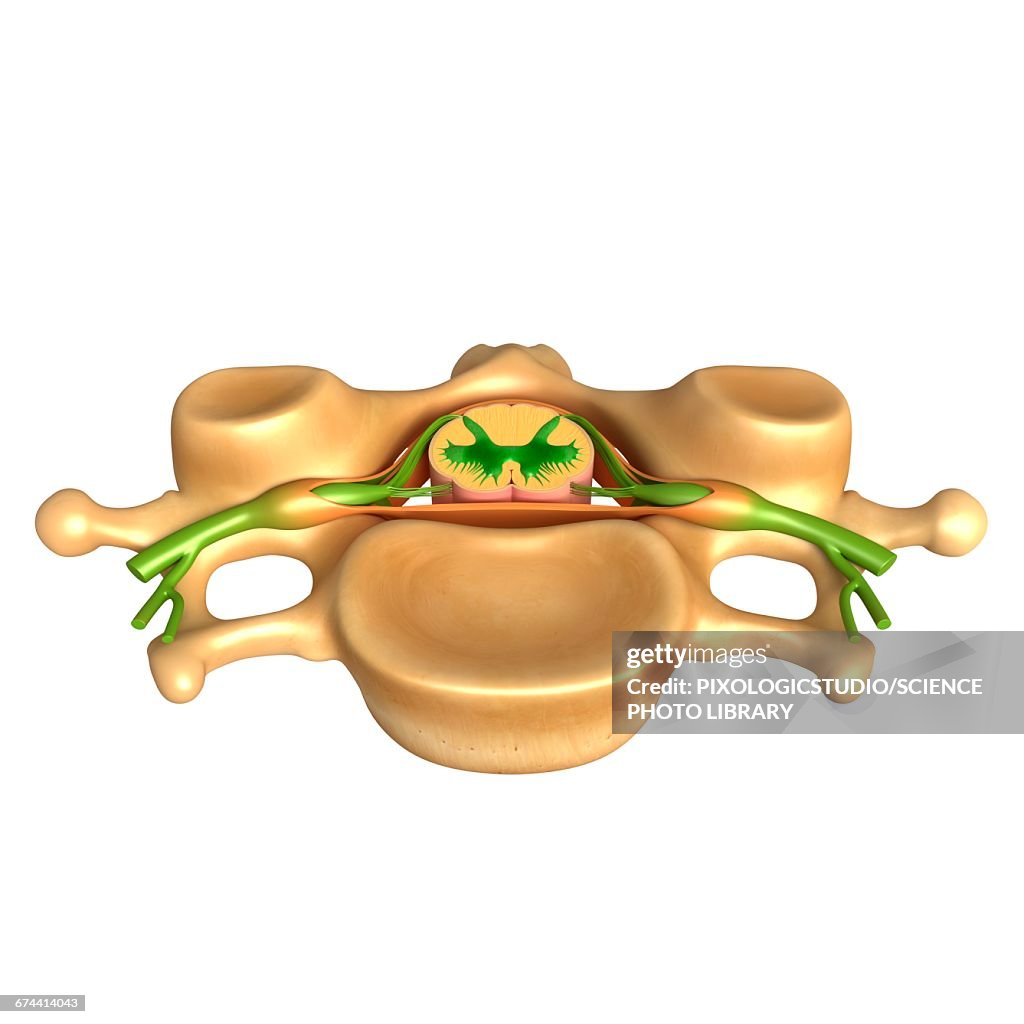Vertebral Vector Human Vertebral Structure Illustration High-Res Vector Graphic - Getty ...