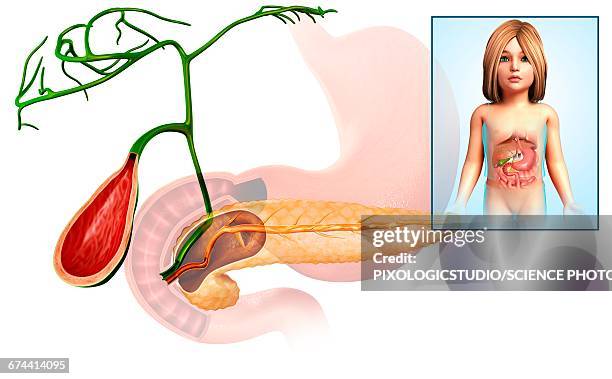 gallbladder and pancreas, illustration - gall bladder stock illustrations