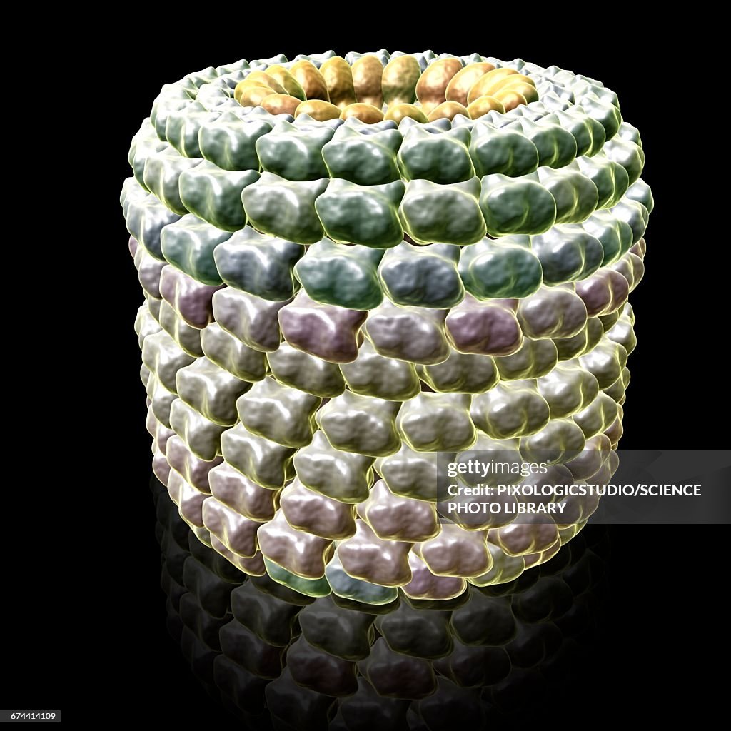 Tobacco mosaic virus, illustration