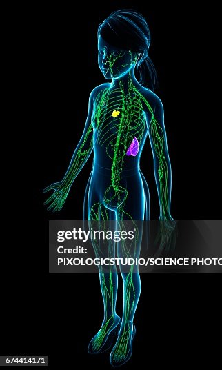 Lymphatic system, illustration Lymphatic system, illustration