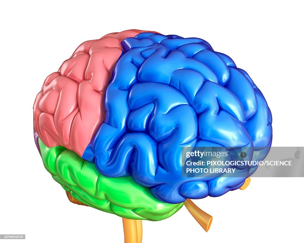 Basic Brain Image Human Brain Anatomy Illustration High-Res Vector Graphic - Getty Images