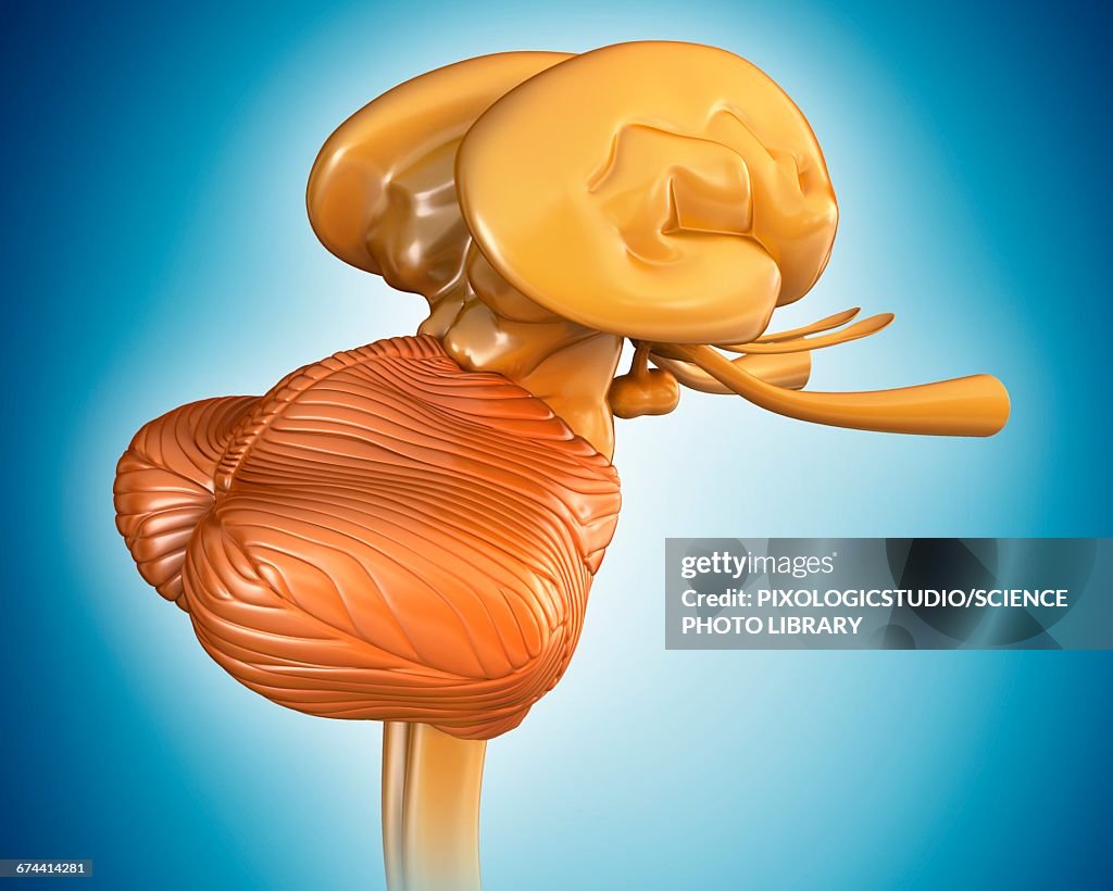 Human brain structures, illustration