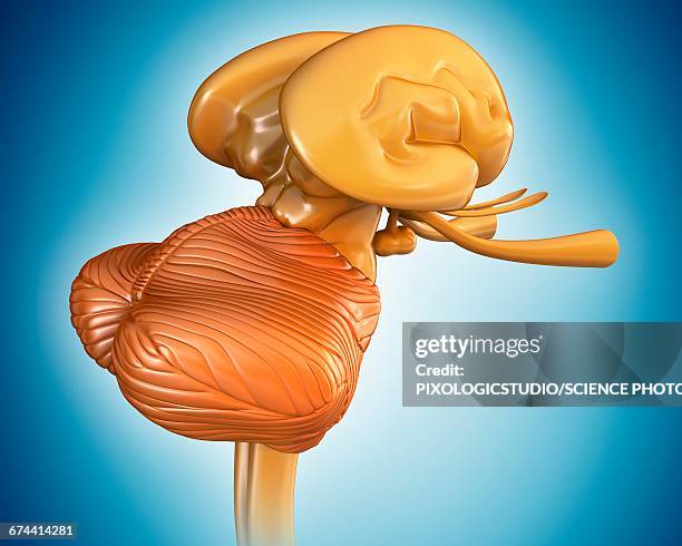 stockillustraties, clipart, cartoons en iconen met human brain structures, illustration - middenhersenen