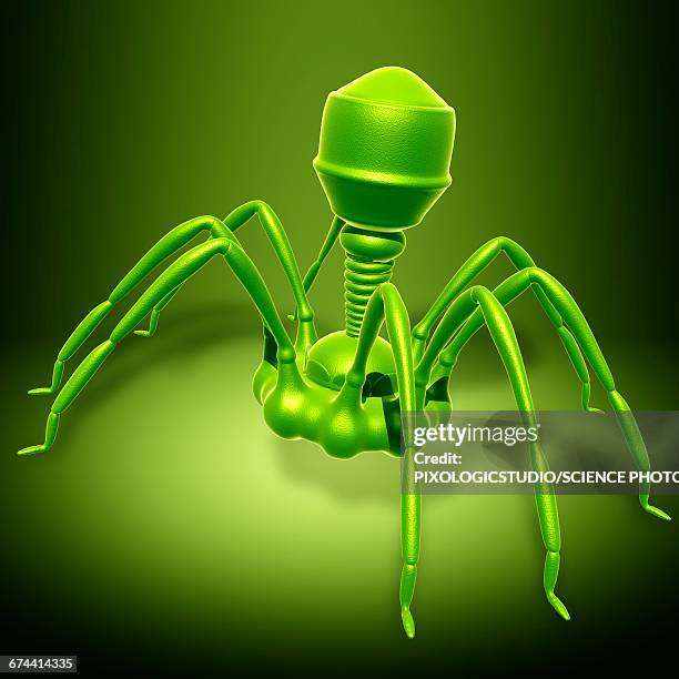 bacteriophage t4 virus, illustration - t4 bacteriophage stock illustrations