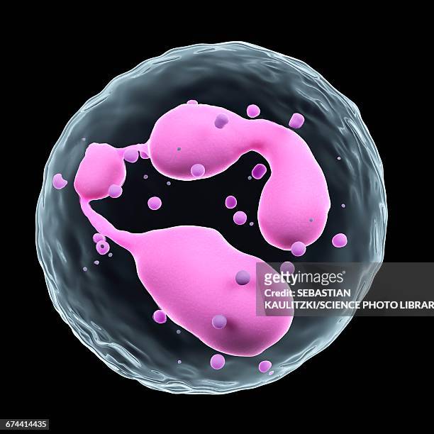 illustrazioni stock, clip art, cartoni animati e icone di tendenza di white blood cell - granulocita neutrofilo