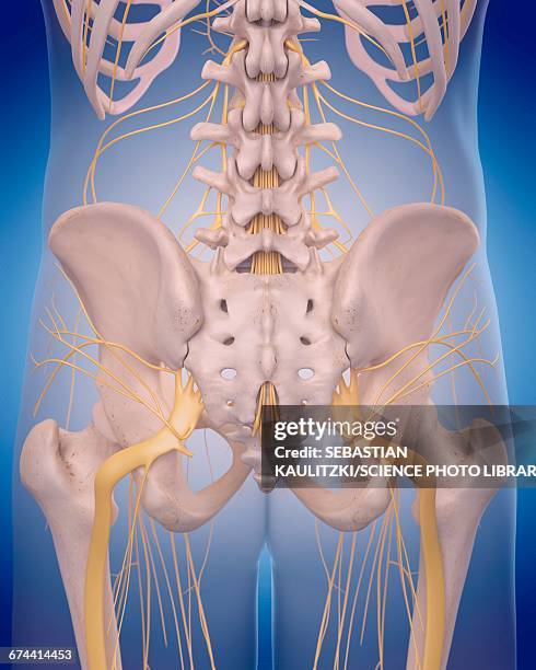 sciatic nerves - sciatic stock illustrations