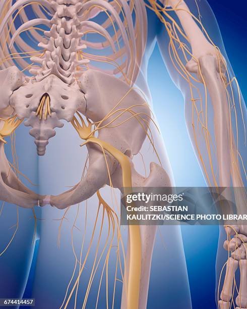 sciatic nerve - sciatic stock illustrations