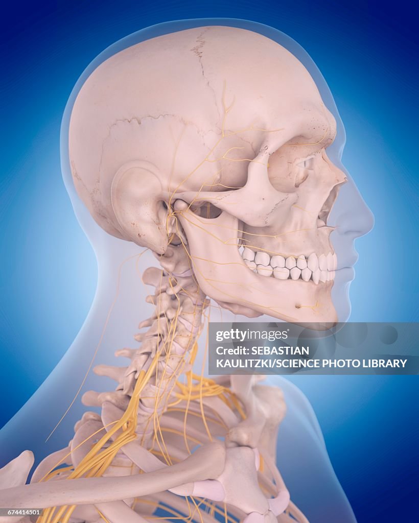 Visual Neck Nervous System Of Neck High-Res Vector Graphic - Getty Images