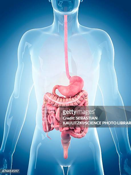 human digestive system - intestine 3d stock illustrations