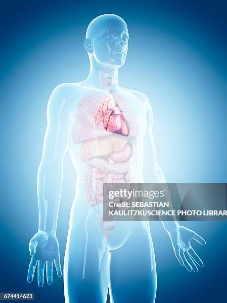illustrazioni stock, clip art, cartoni animati e icone di tendenza di human heart - heart anatomy 3d