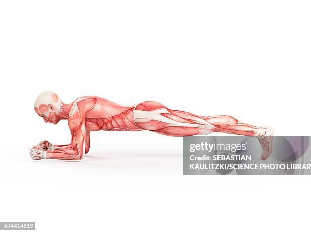 person doing plank - plank exercise stock illustrations