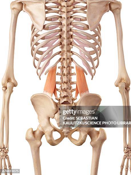 muscular system - quadratus lumborum stock-grafiken, -clipart, -cartoons und -symbole