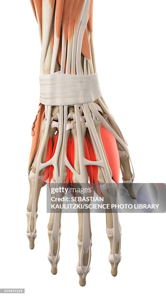 Hand muscles
