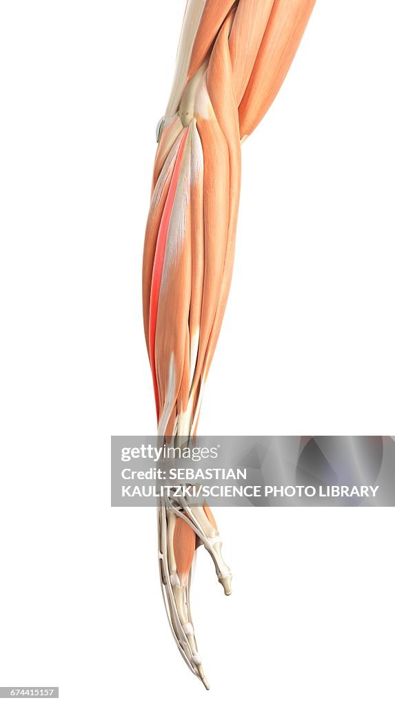 Arm muscles