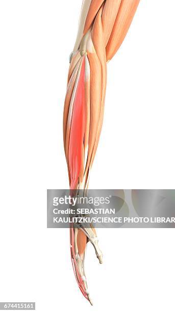 arm muscles - human arm stock illustrations
