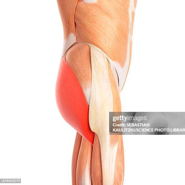 human buttock muscles - buttock stock illustrations