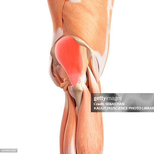 human buttock muscles - buttocks stock illustrations