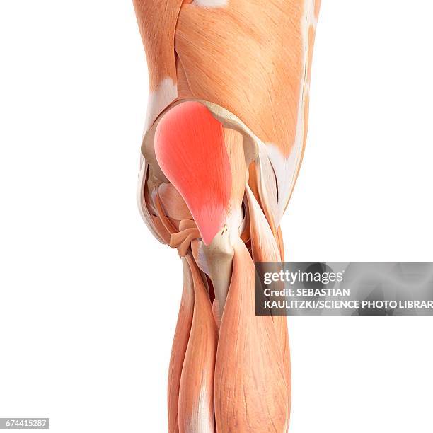 human buttock muscles - buttock stock illustrations