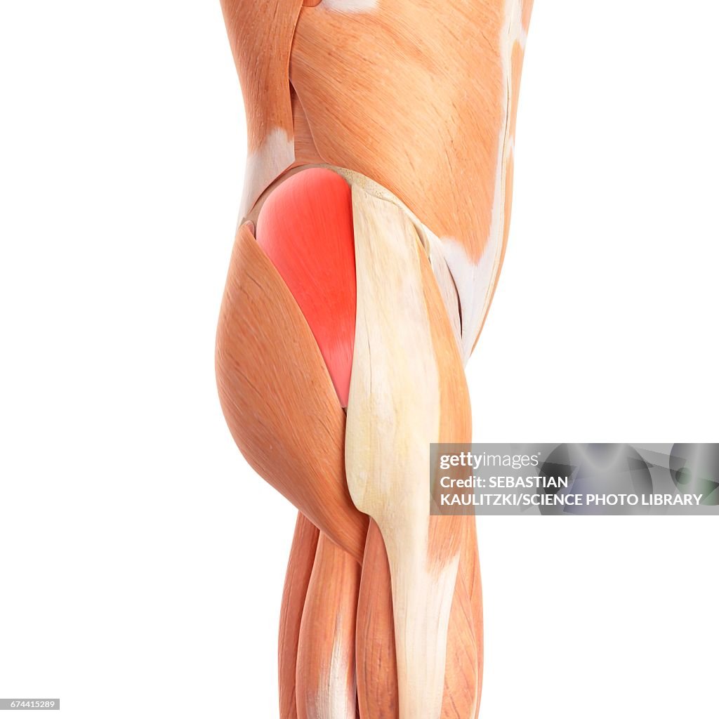 Buttocks Function Human Buttock Muscles High-Res Vector Graphic - Getty Images